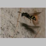 Symmorphus bifasciatus - Lehmwespe 09.jpg